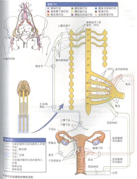 女人的生殖器|内生殖器